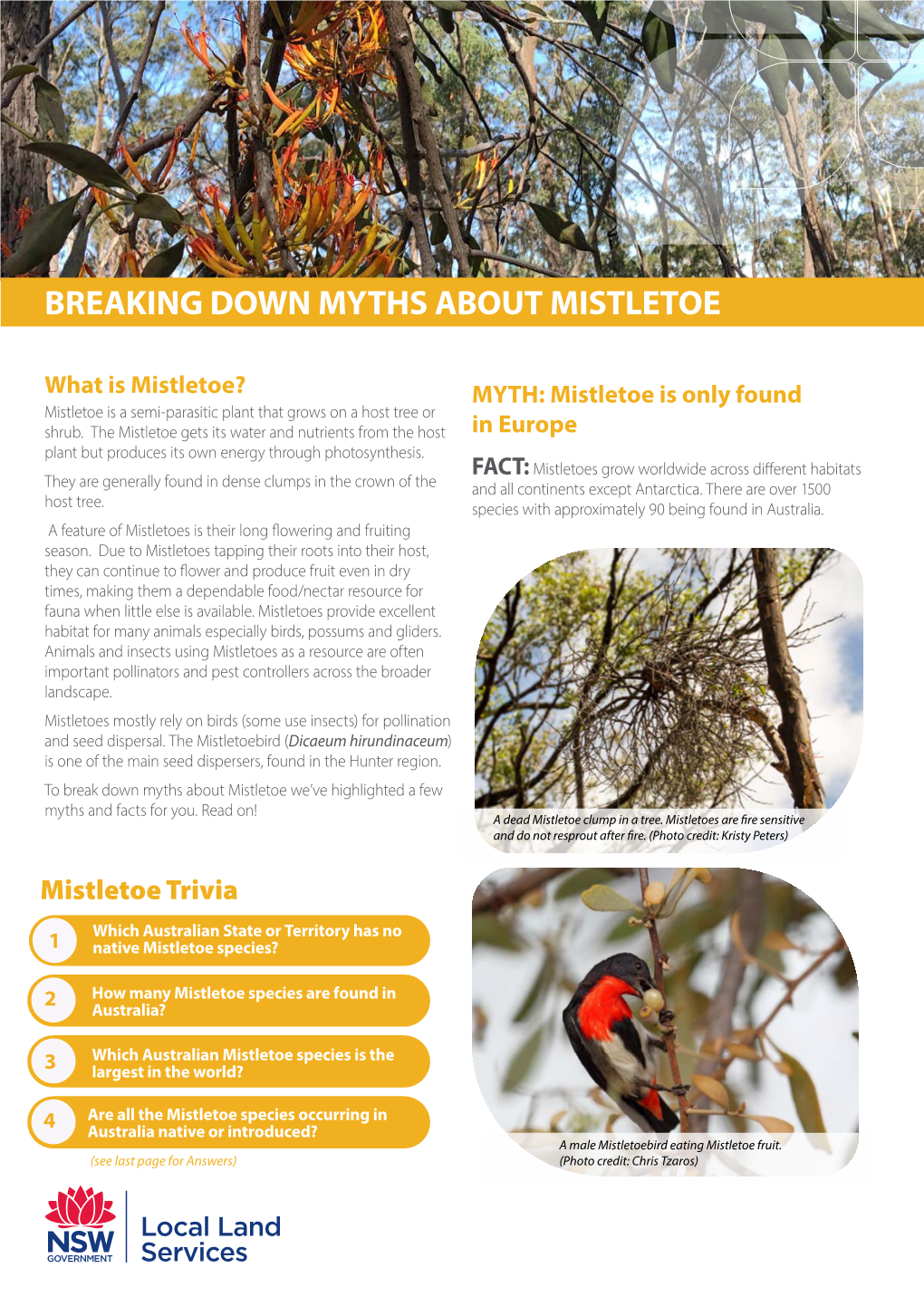 Mistletoe Breaking the Myths