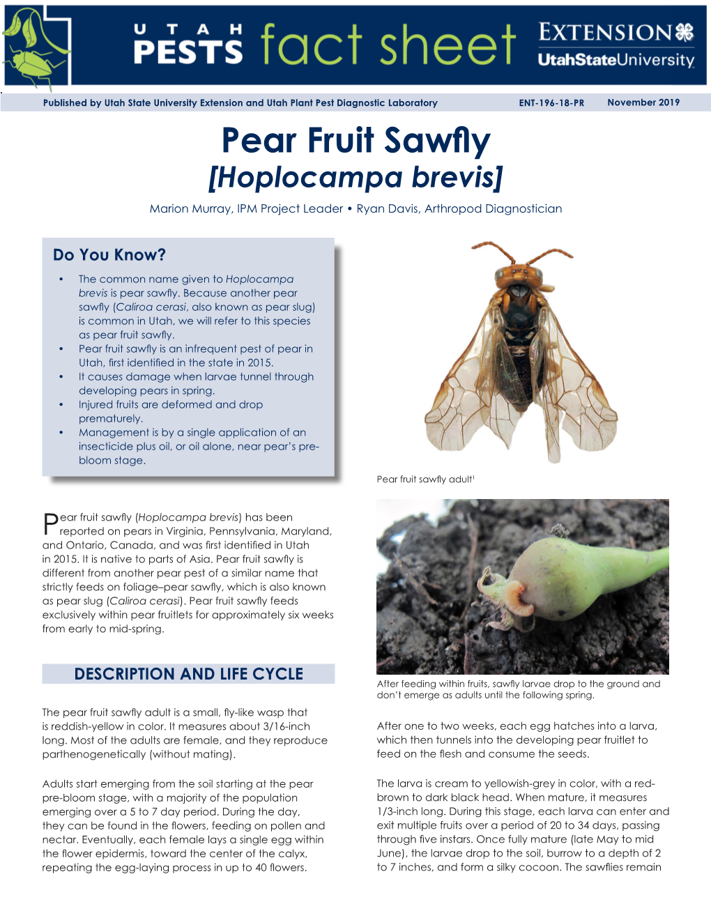 Pear Fruit Sawfly [Hoplocampa Brevis] Marion Murray, IPM Project Leader • Ryan Davis, Arthropod Diagnostician