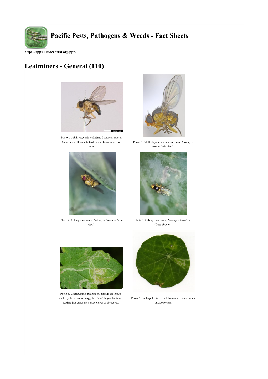 Leafminers - General (110)