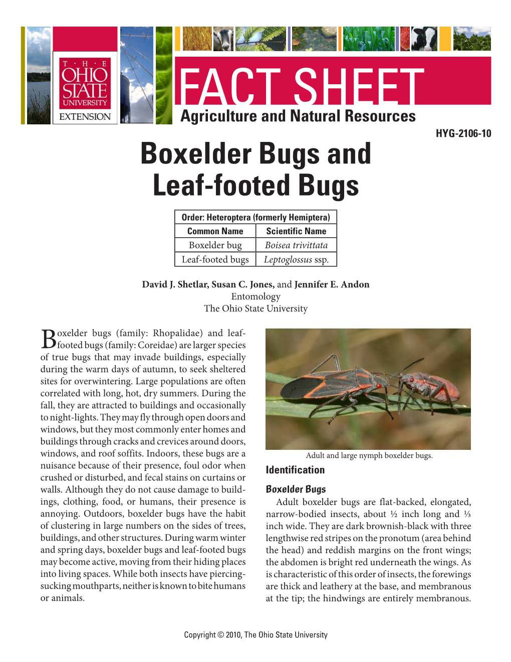 Boxelder Bugs and Leaf-Footed Bugs