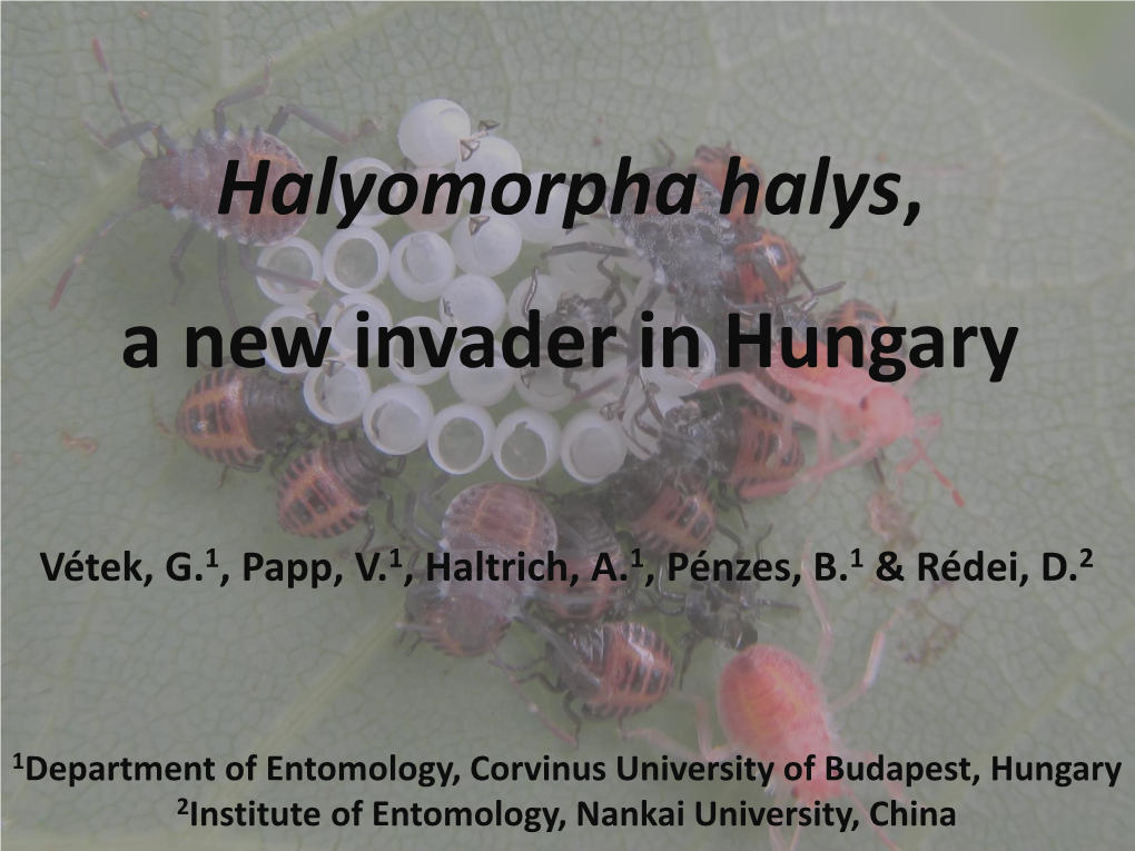 Halyomorpha Halys, a New Invader in Hungary