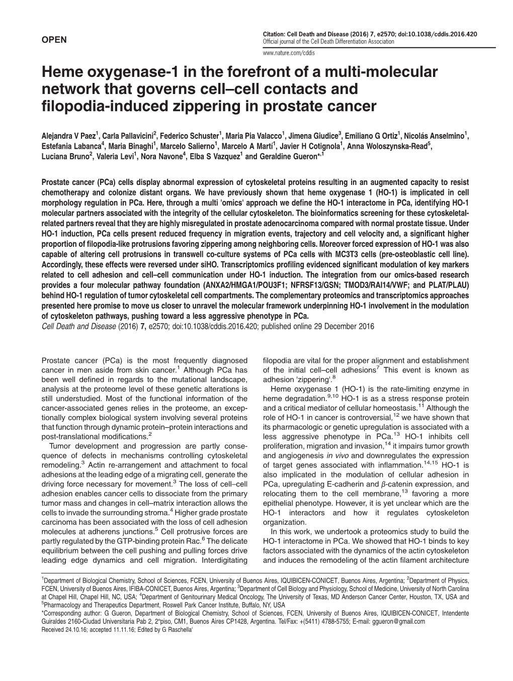 Heme Oxygenase-1 in the Forefront of a Multi-Molecular Network That Governs Cell–Cell Contacts and Filopodia-Induced Zippering in Prostate Cancer