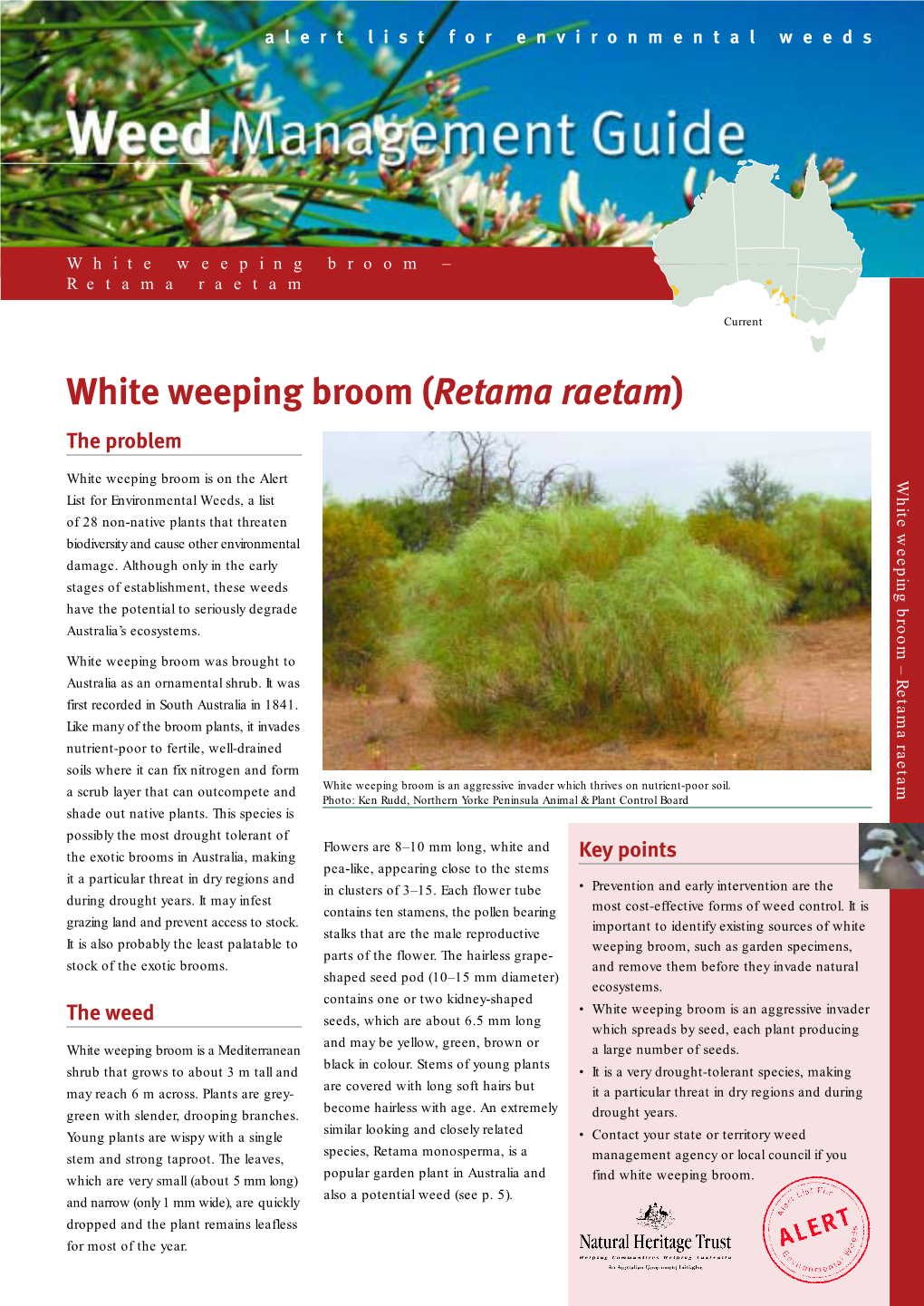 Weed Management Guide • White Weeping Broom – Retama Raetam 3