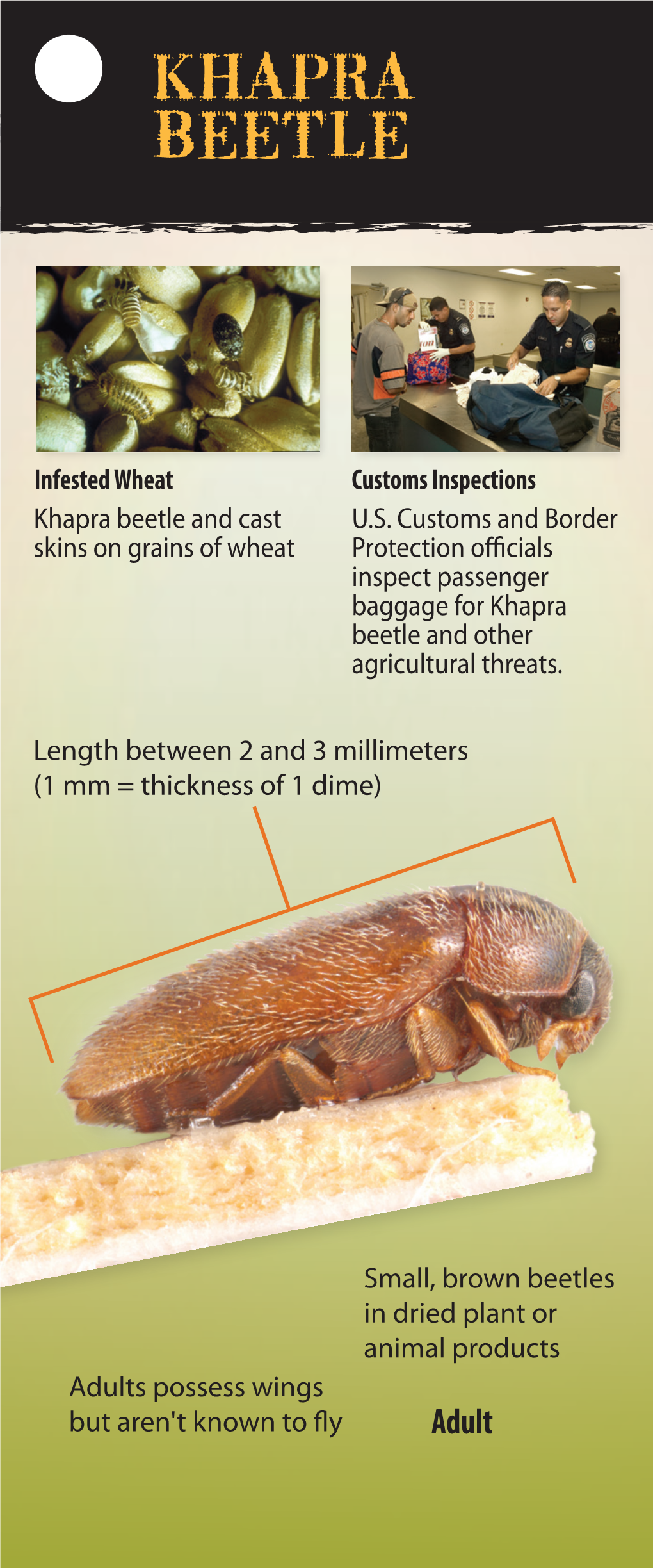 Khapra Beetle