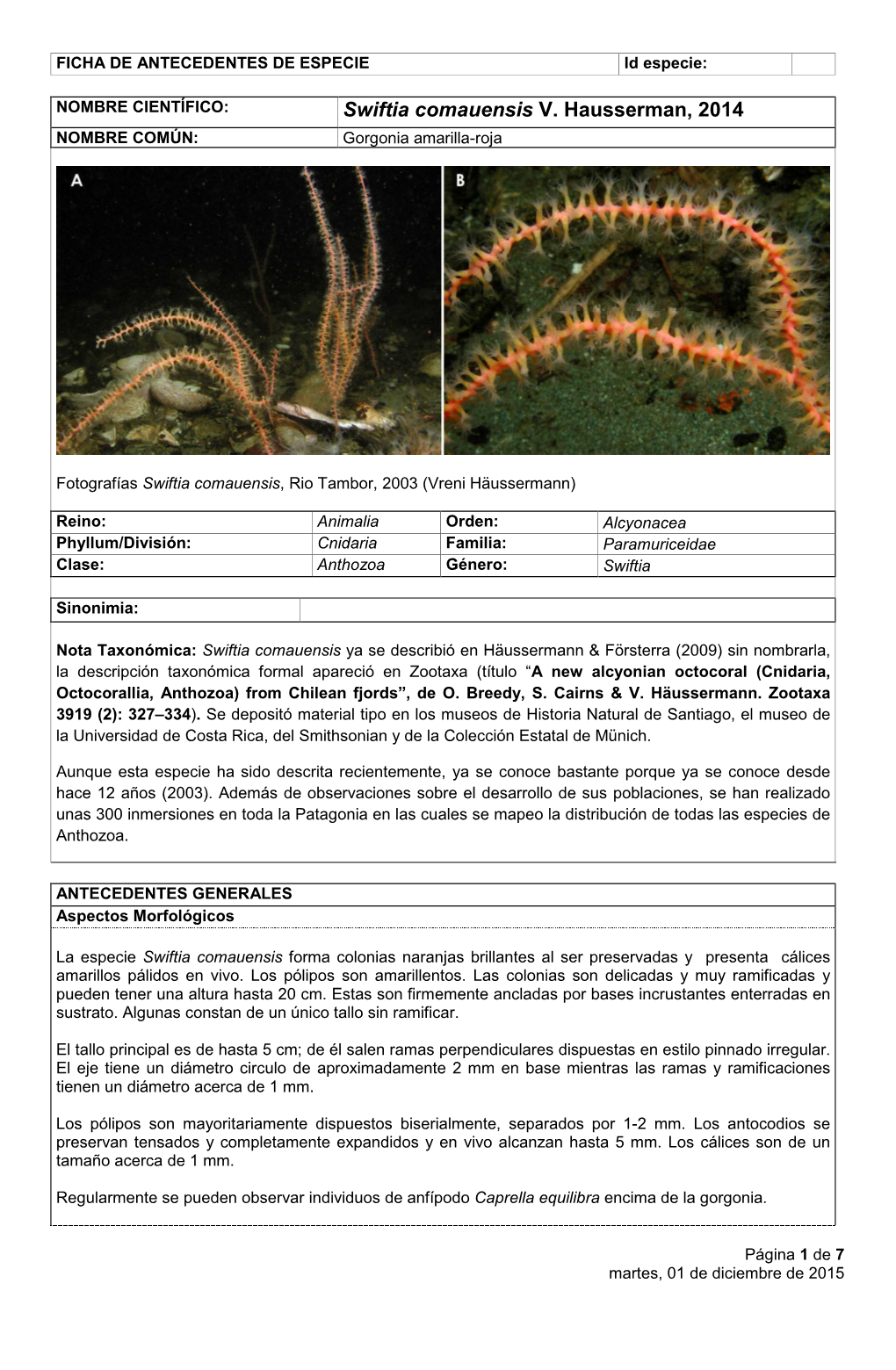 Swiftia Comauensis V. Hausserman, 2014 NOMBRE COMÚN: Gorgonia Amarilla-Roja