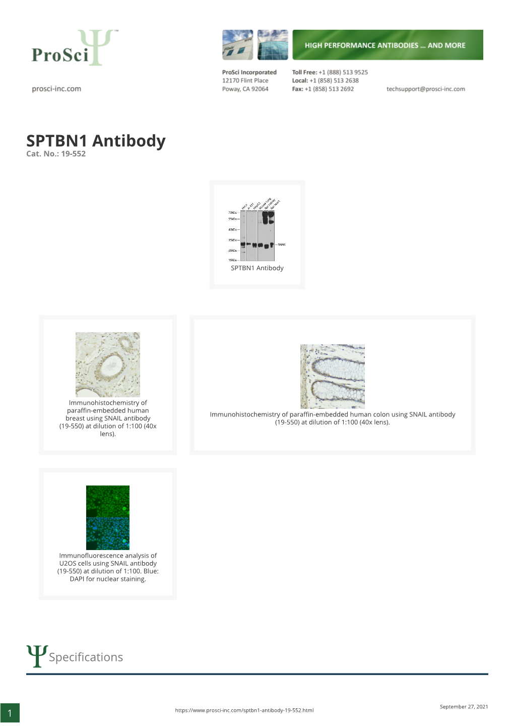 SPTBN1 Antibody Cat