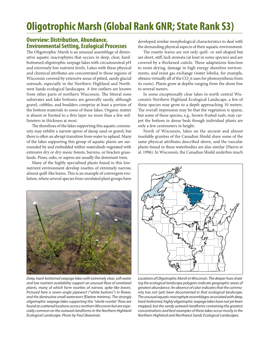 Oligotrophic Marsh (Global Rank GNR; State Rank S3)