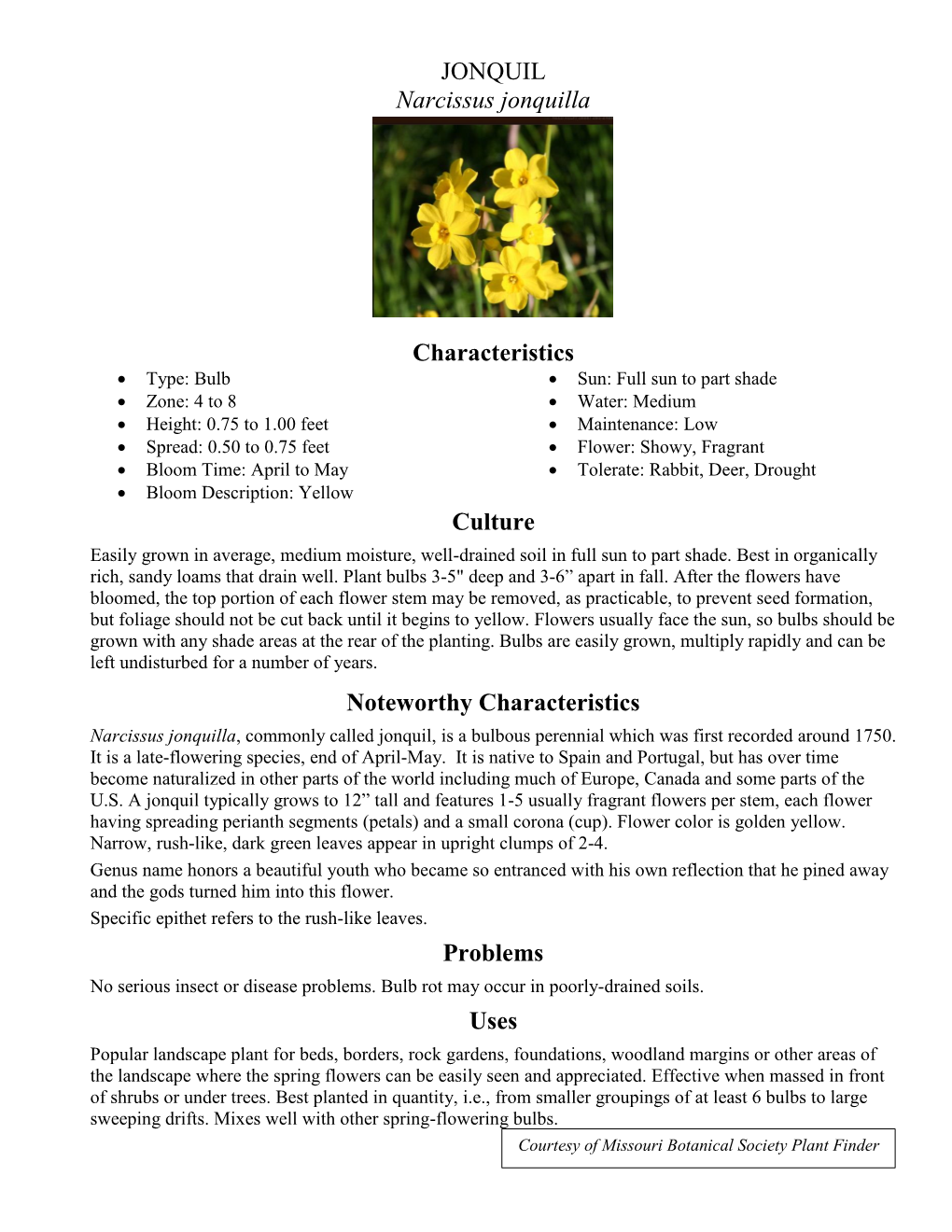 JONQUIL Narcissus Jonquilla Characteristics Culture Noteworthy