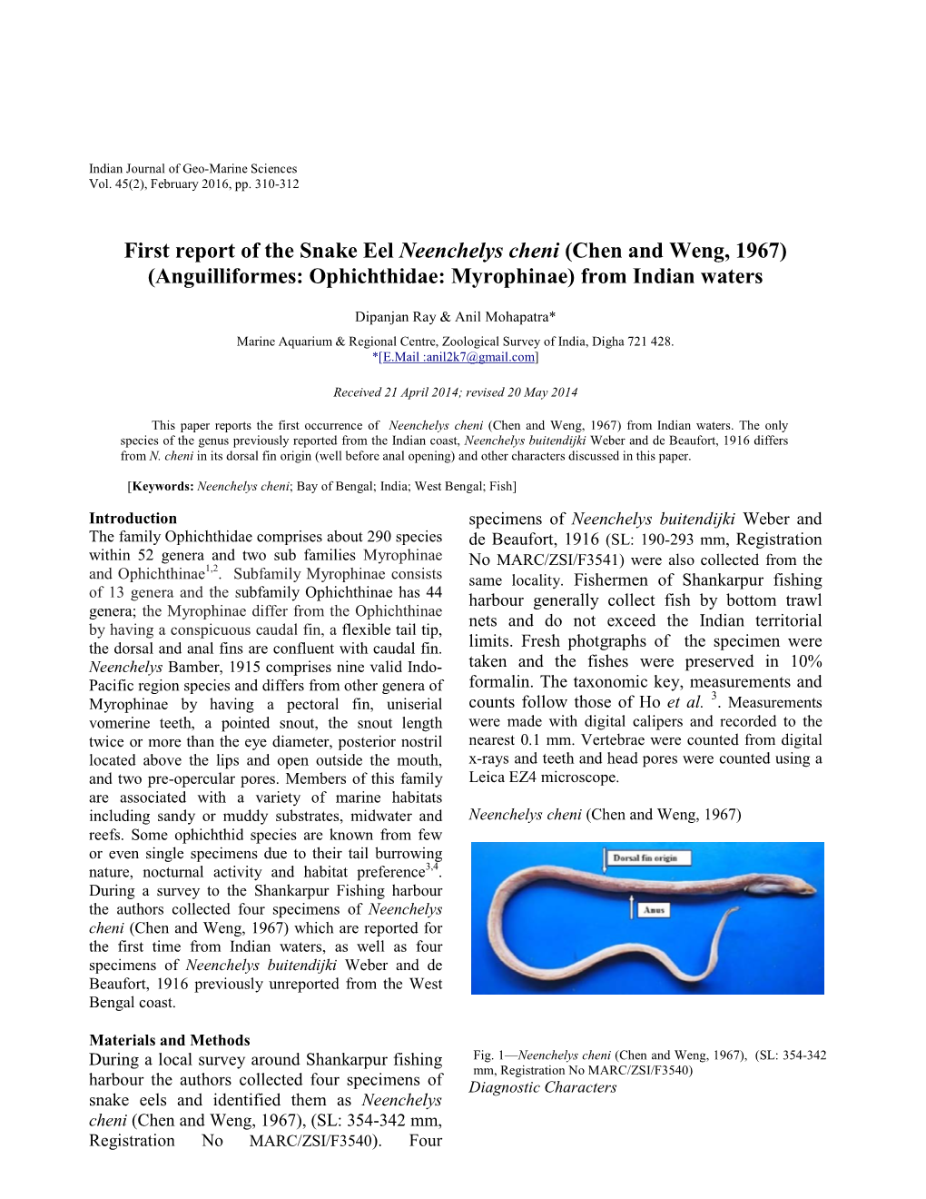 First Report of the Snake Eel Neenchelys Cheni (Chen and Weng, 1967) (Anguilliformes: Ophichthidae: Myrophinae) from Indian Waters