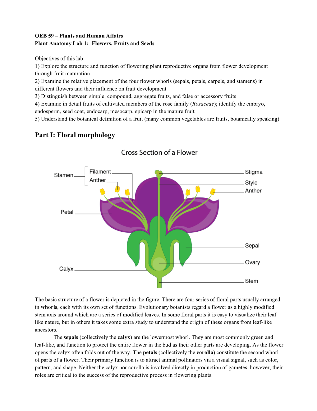 Part I: Floral Morphology