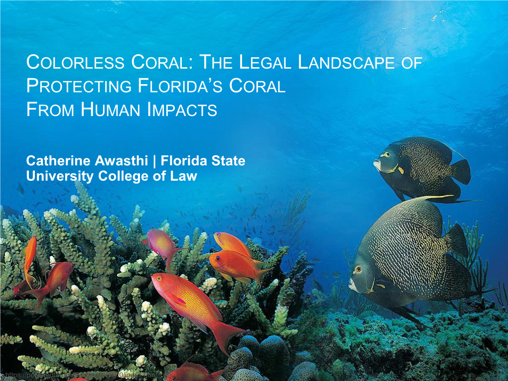 Colorless Coral: the Legal Landscape of Protecting Florida’S Coral from Human Impacts