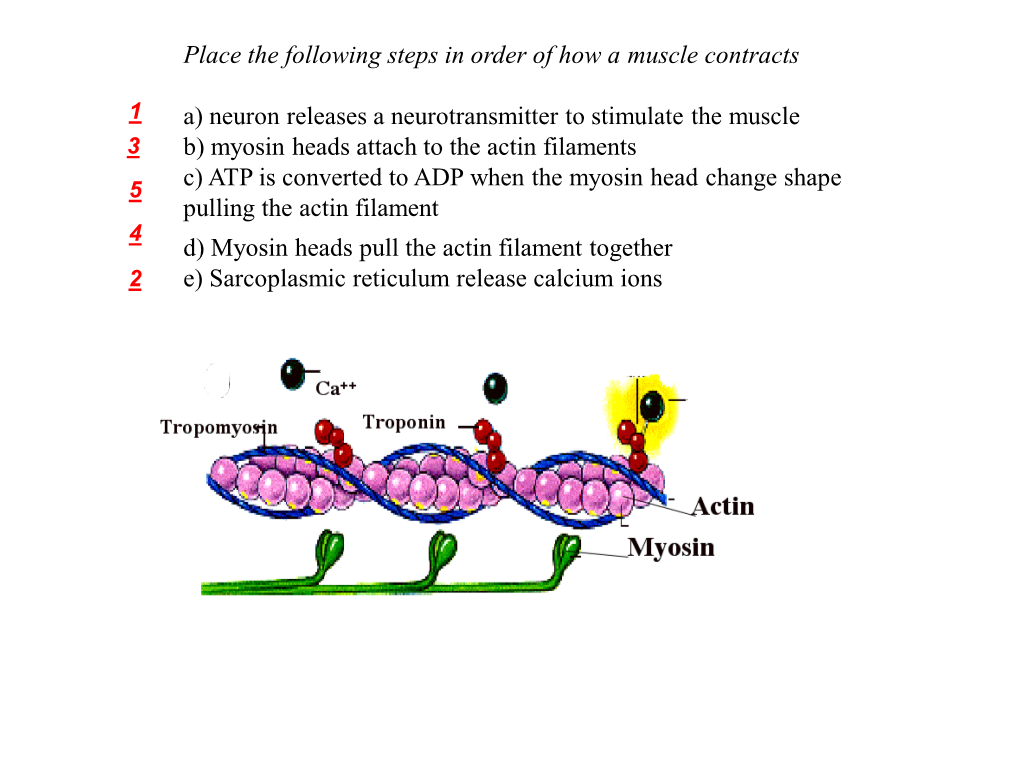 Place the Following Steps in Order of How a Muscle Contracts A) Neuron