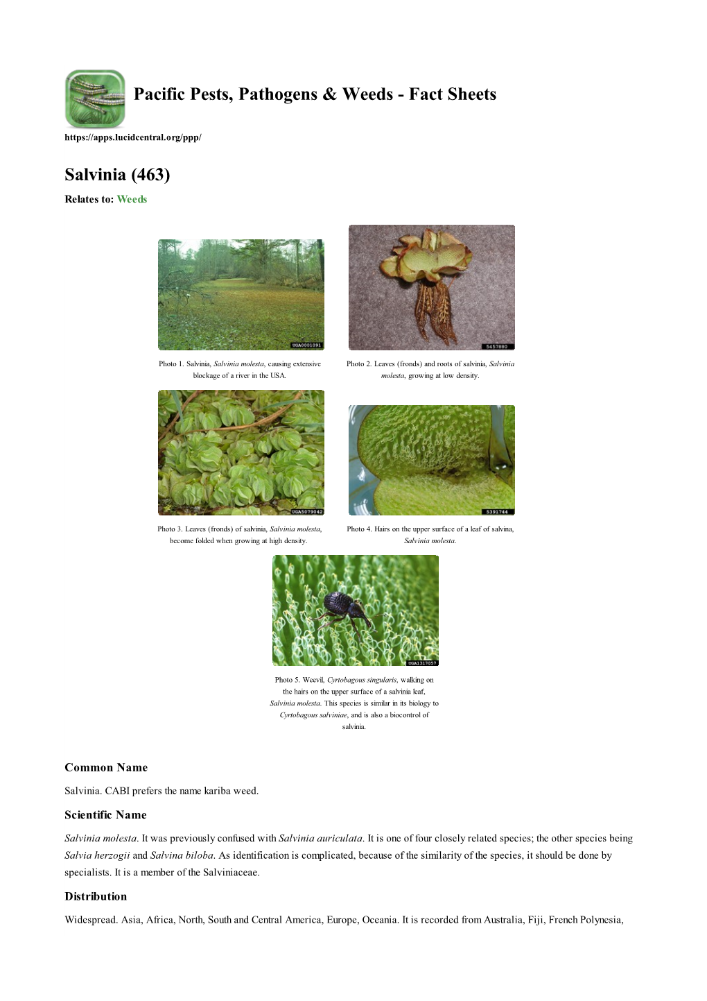 Salvinia (463) Relates To: Weeds