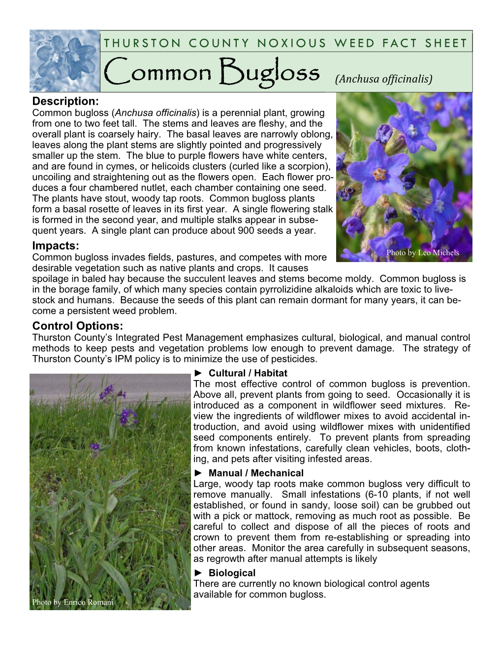 Bugloss, Common