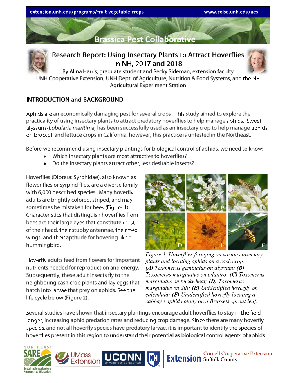 • • Figure 1. Hoverflies Foraging on Various Insectary Plants And