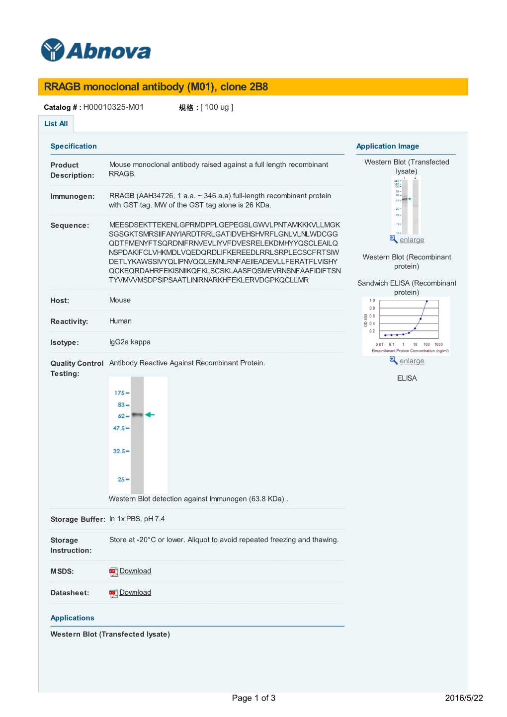 RRAGB Monoclonal Antibody (M01), Clone 2B8