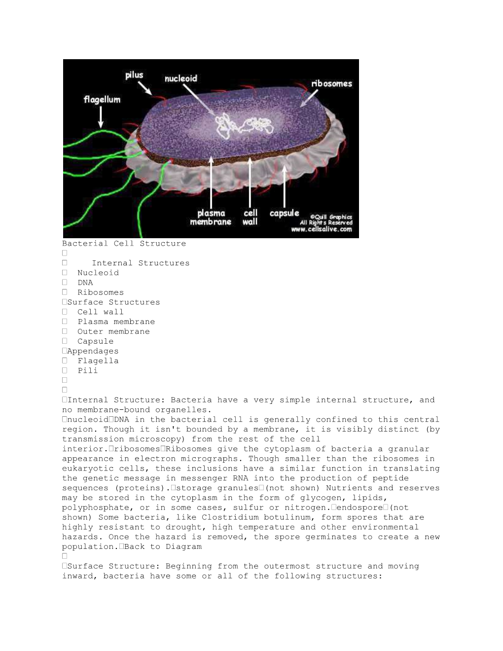 Bacterial Cell Structure Internal Structures Nucleoid DNA