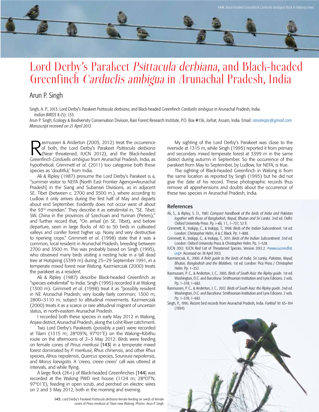 Lord Derby's Parakeet Psittacula Derbiana, and Black-Headed