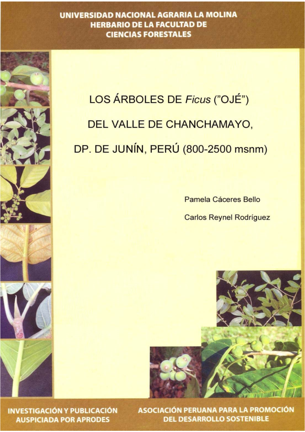 LOS ÁRBOLES DE Ficus (“Ojé”) DEL VALLE DE CHANCHAMAYO, DPTO