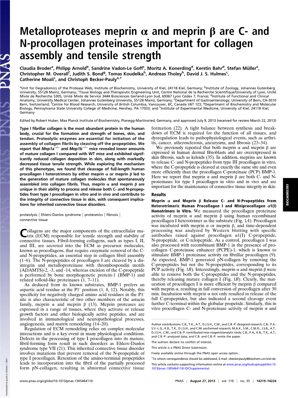 And N-Procollagen Proteinases Important for Collagen Assembly and Tensile Strength