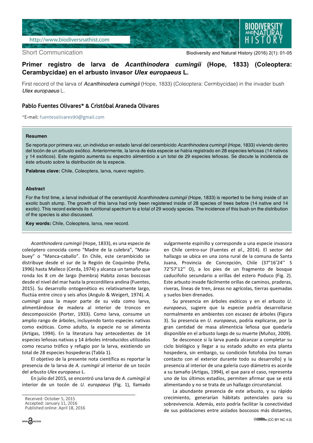 Primer Registro De Larva De Acanthinodera Cumingii (Hope, 1833) (Coleoptera: Cerambycidae) En El Arbusto Invasor Ulex Europaeus L