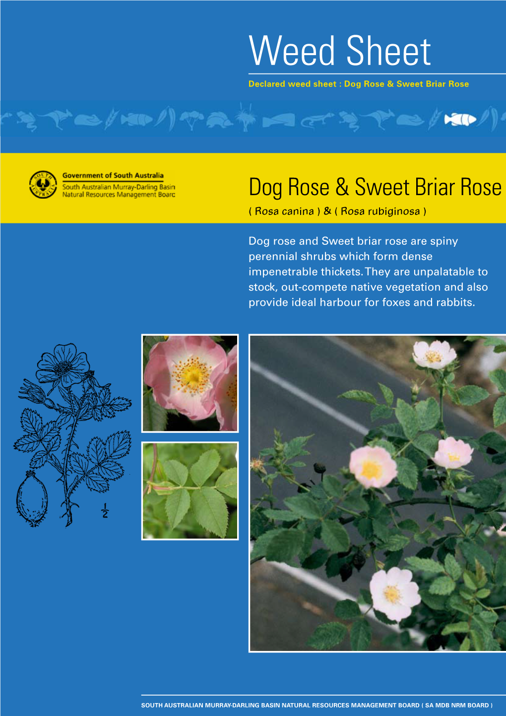 Dog Rose & Sweet Briar Rose