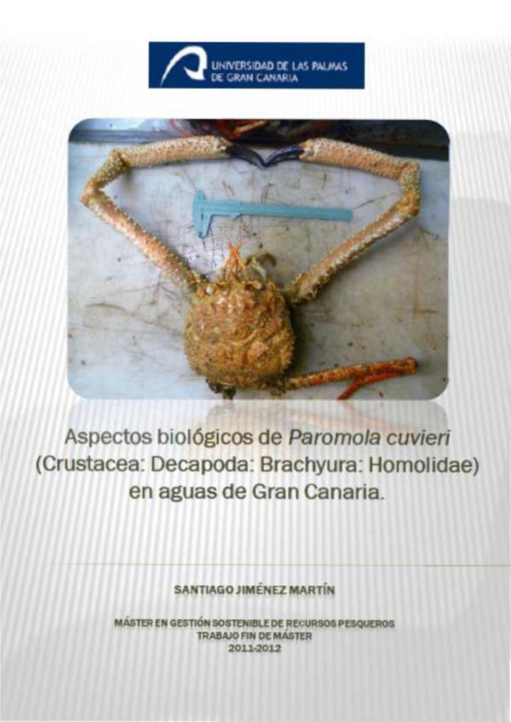 Paromola Cuvieri (Crustacea: Decapada: Brachyura: Homolidae) En Aguas De Gran Canaria