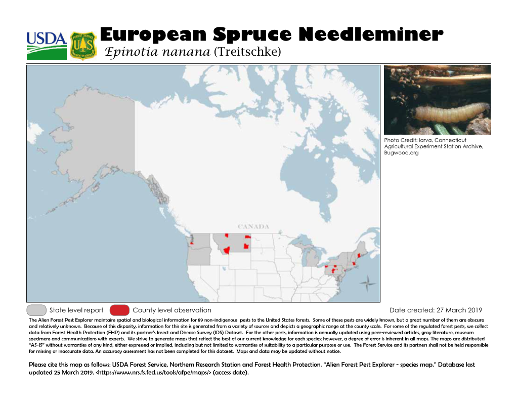 European Spruce Needleminer Epinotia Nanana (Treitschke)