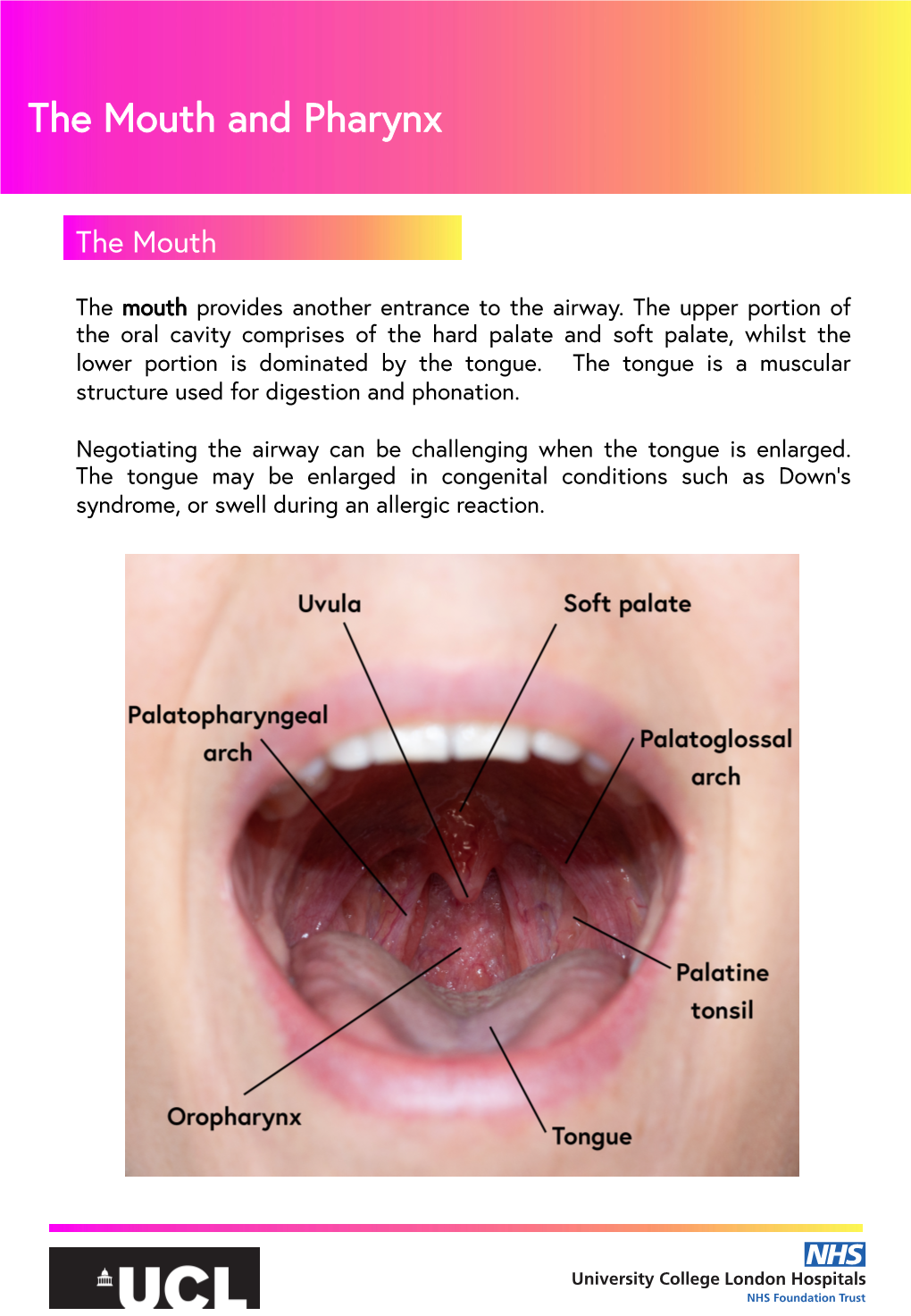 The Mouth and Pharynx