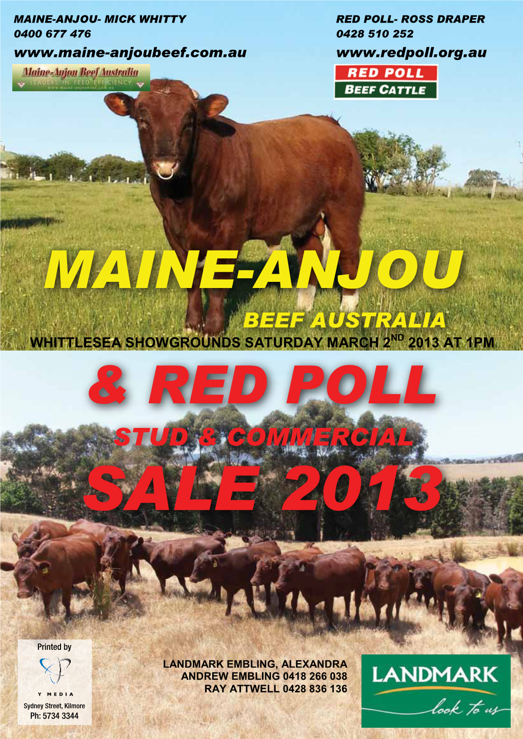 Maine-Anjou Bulls