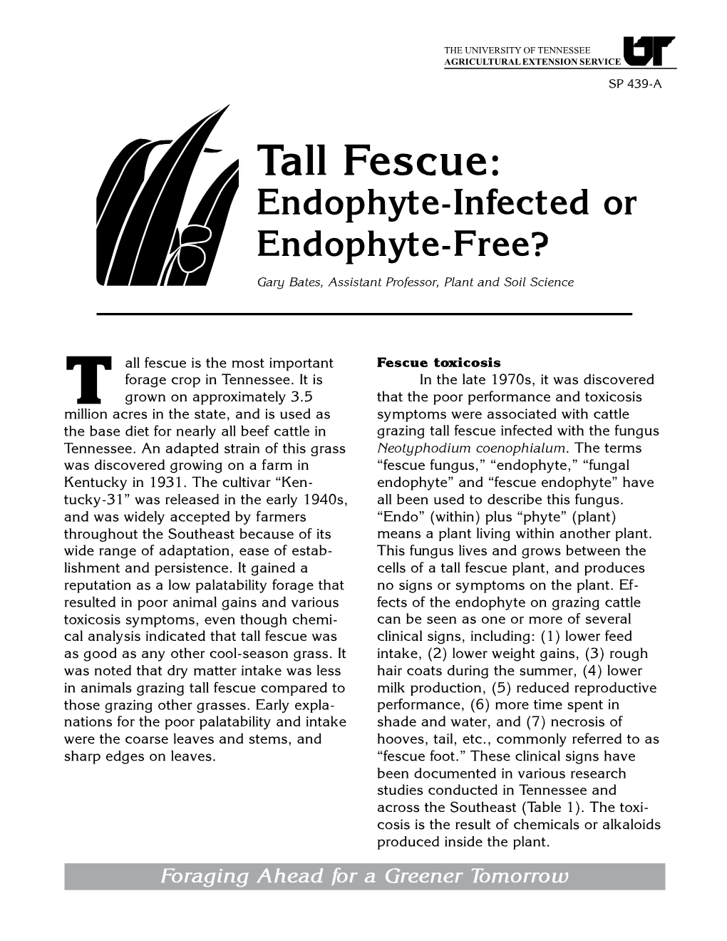 Tall Fescue: Endophyte-Infected Or Endophyte-Free?