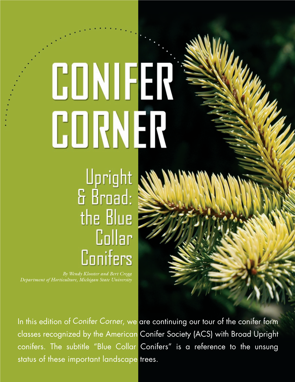 In This Edition of Conifer Corner, We Are Continuing Our Tour of the Conifer Form Classes Recognized by the American Conifer Society (ACS) with Broad Upright Conifers