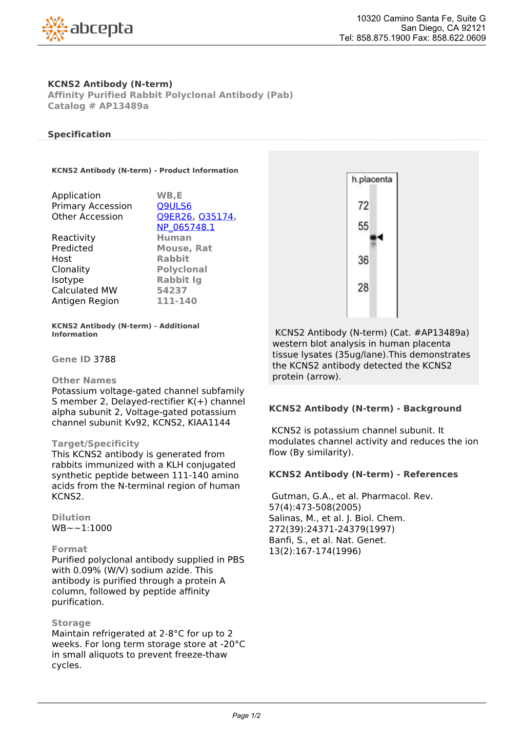 KCNS2 Antibody (N-Term) Affinity Purified Rabbit Polyclonal Antibody (Pab) Catalog # Ap13489a