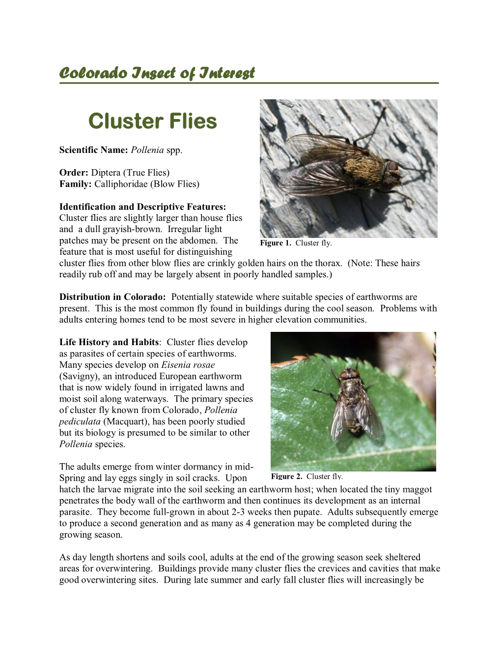 Cluster Flies