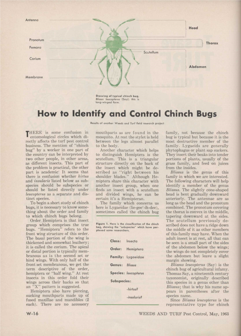 How to Identify and Control Chinch Bugs