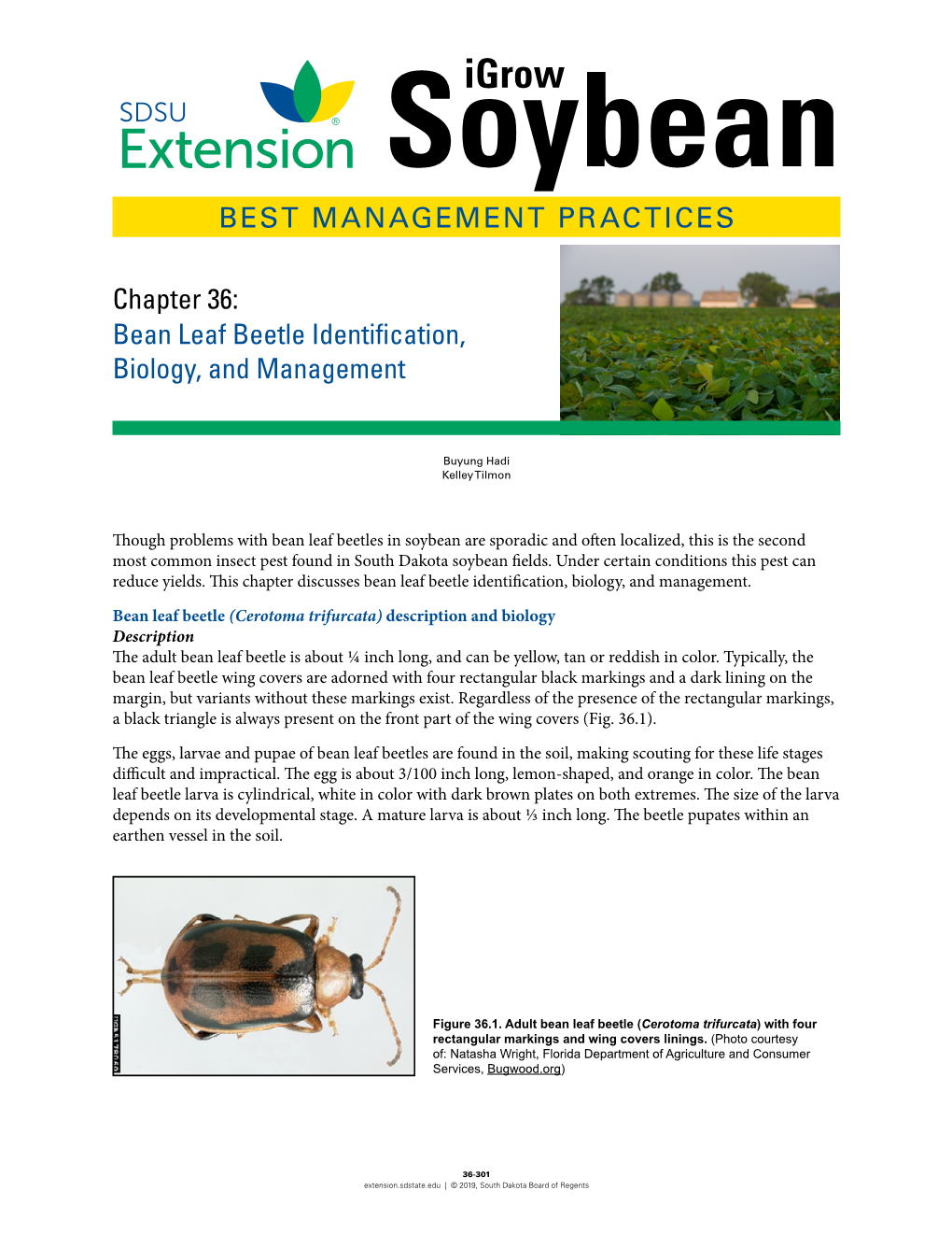 Bean Leaf Beetle Identification, Biology, and Management