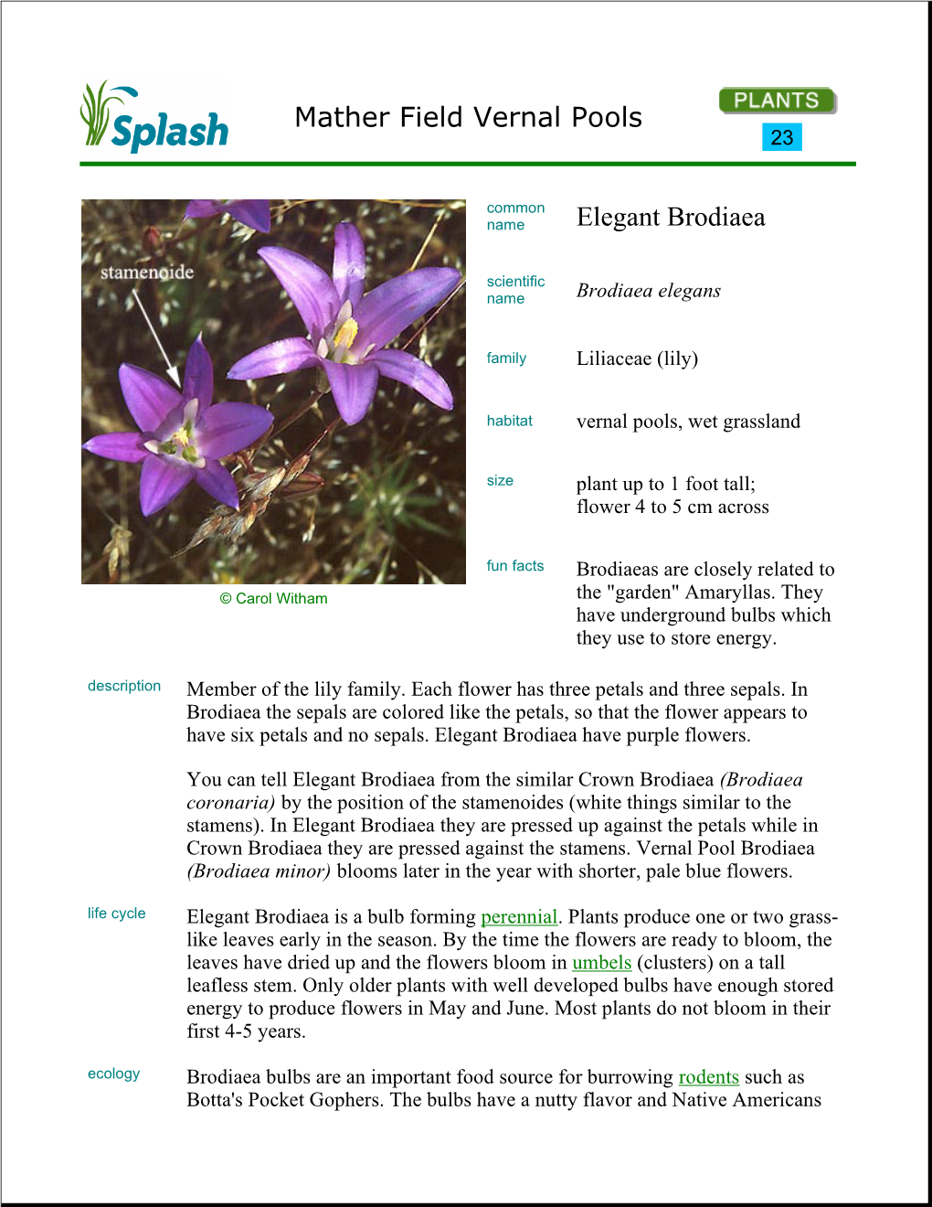 Mather Field Vernal Pools Elegant Brodiaea