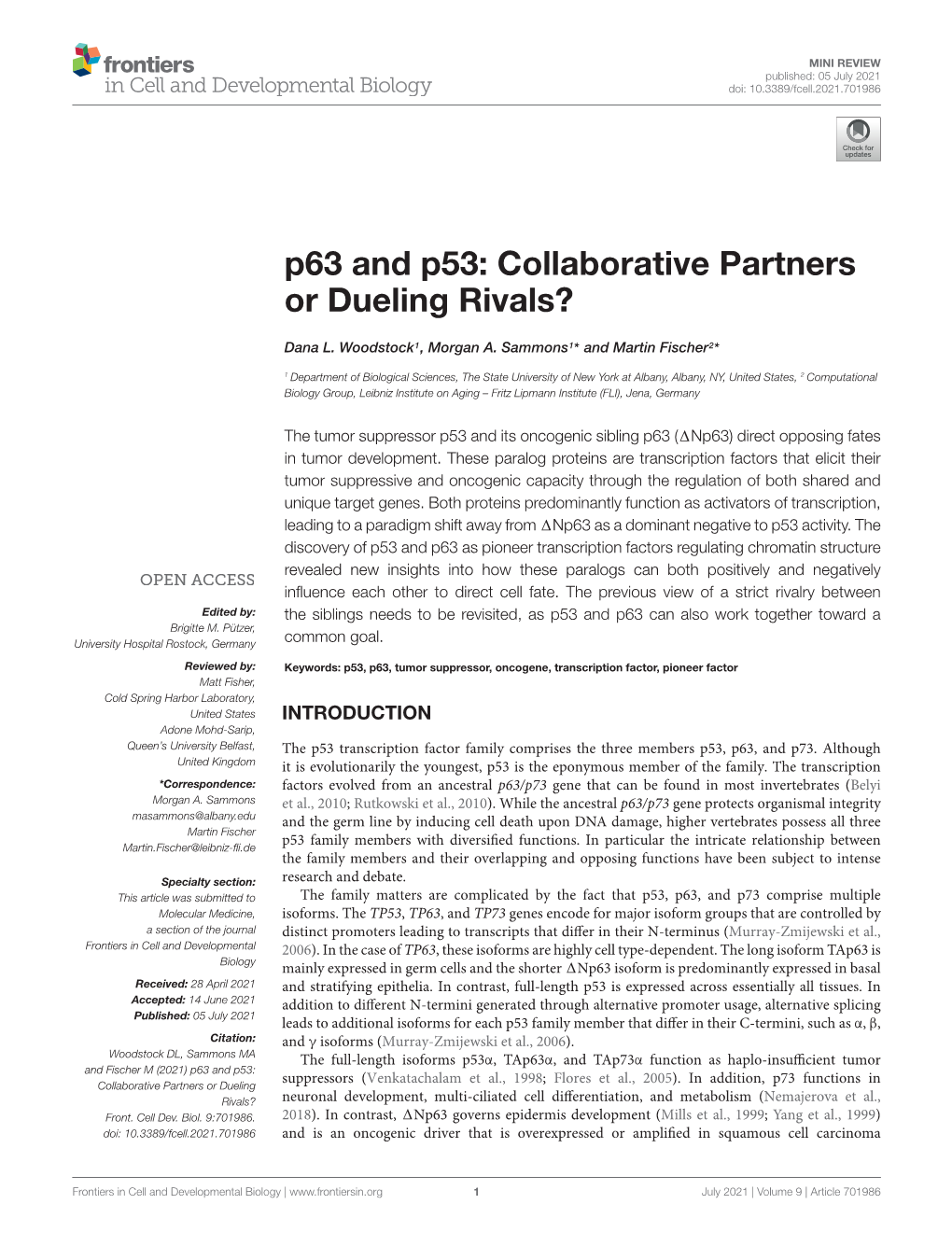 P63 and P53: Collaborative Partners Or Dueling Rivals?