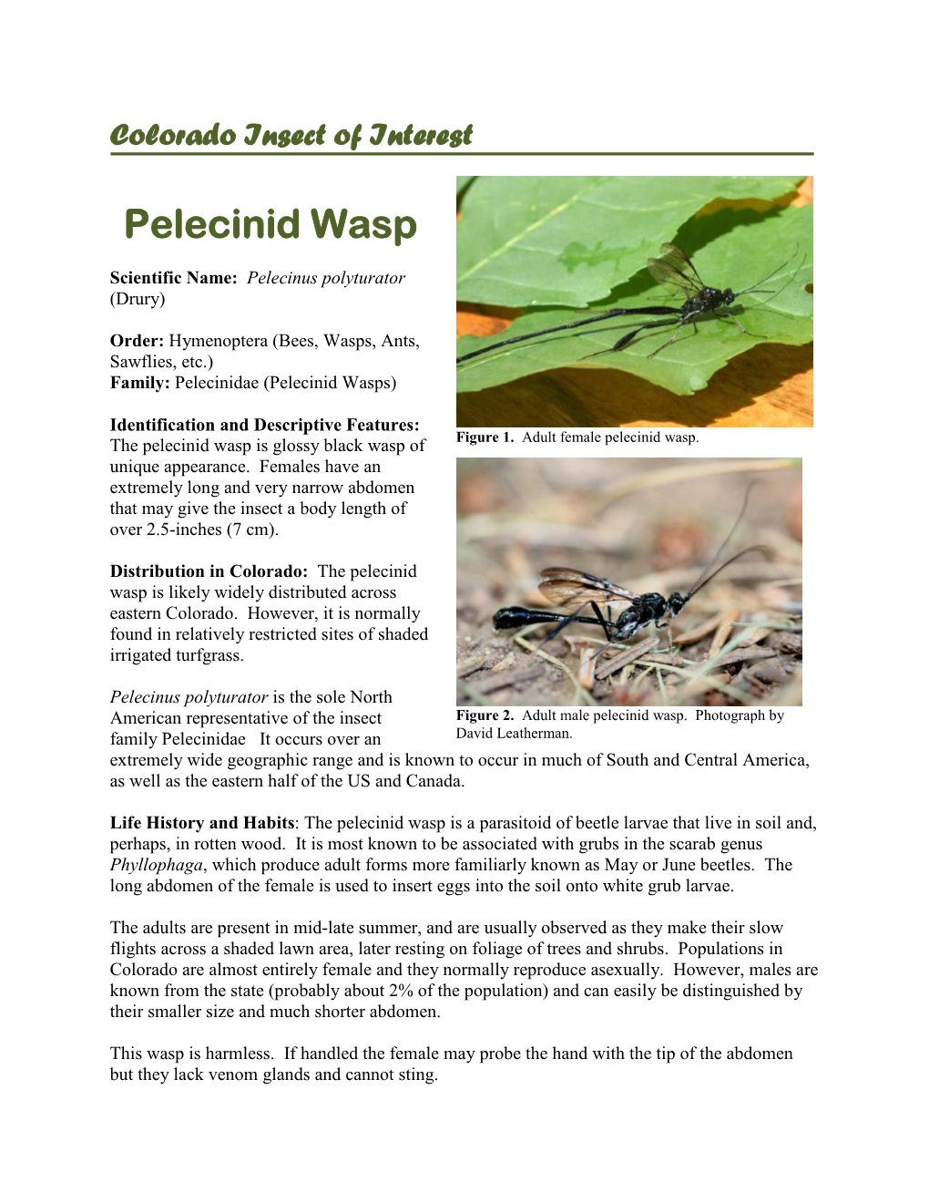 Pelecinid Wasp