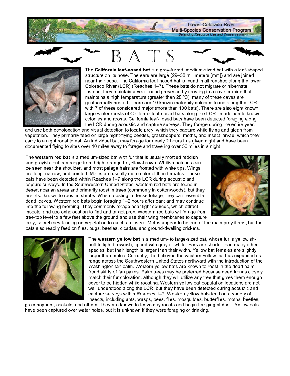 Bats Do Not Migrate Or Hibernate