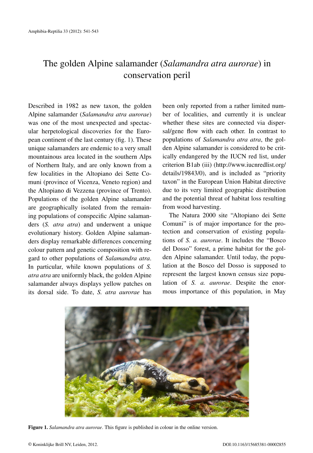 The Golden Alpine Salamander (Salamandra Atra Aurorae) in Conservation Peril