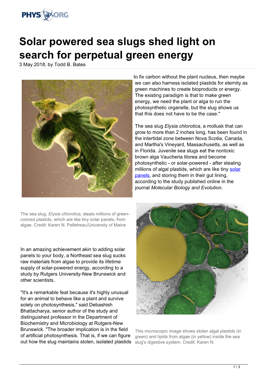 Solar Powered Sea Slugs Shed Light on Search for Perpetual Green Energy 3 May 2018, by Todd B