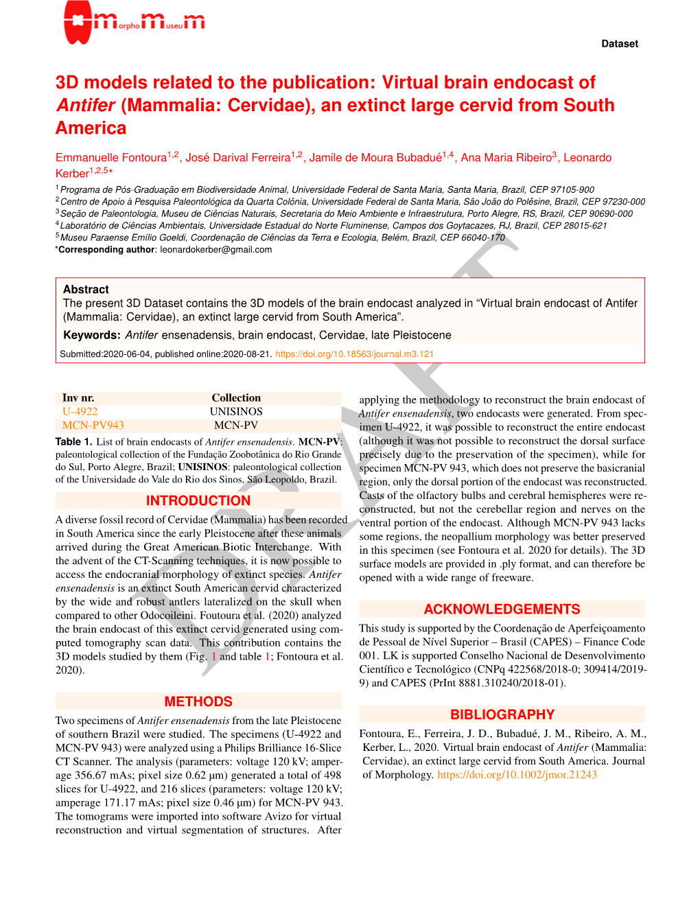 Virtual Brain Endocast of Antifer (Mammalia: Cervidae), an Extinct Large Cervid from South America