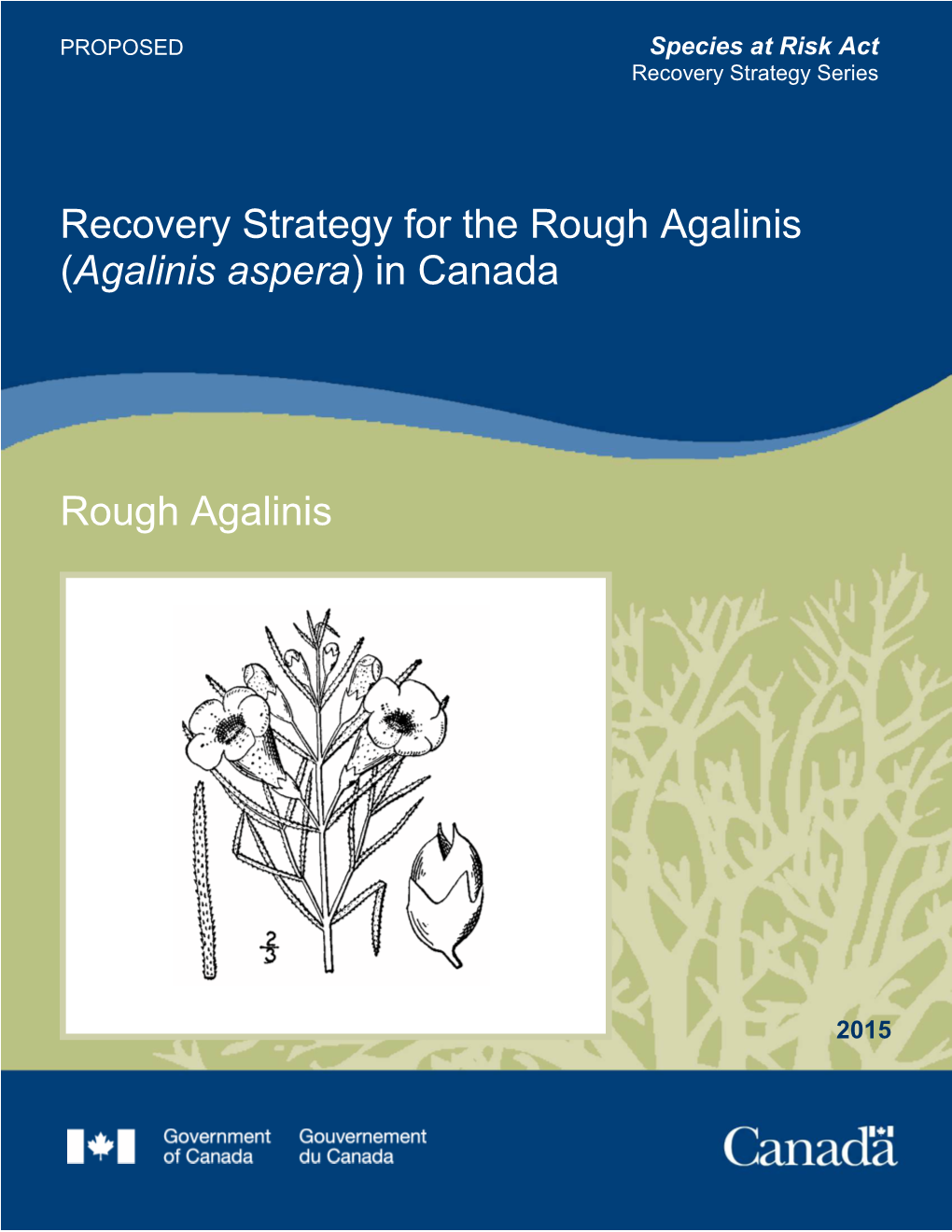 Rough Agalinis (Agalinis Aspera) in Canada