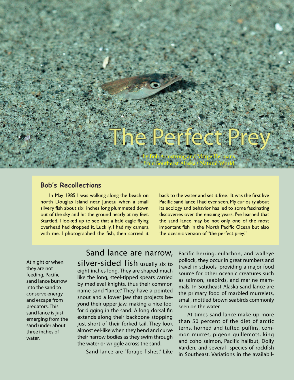 The Perfect Prey, Sand Lance by Bob