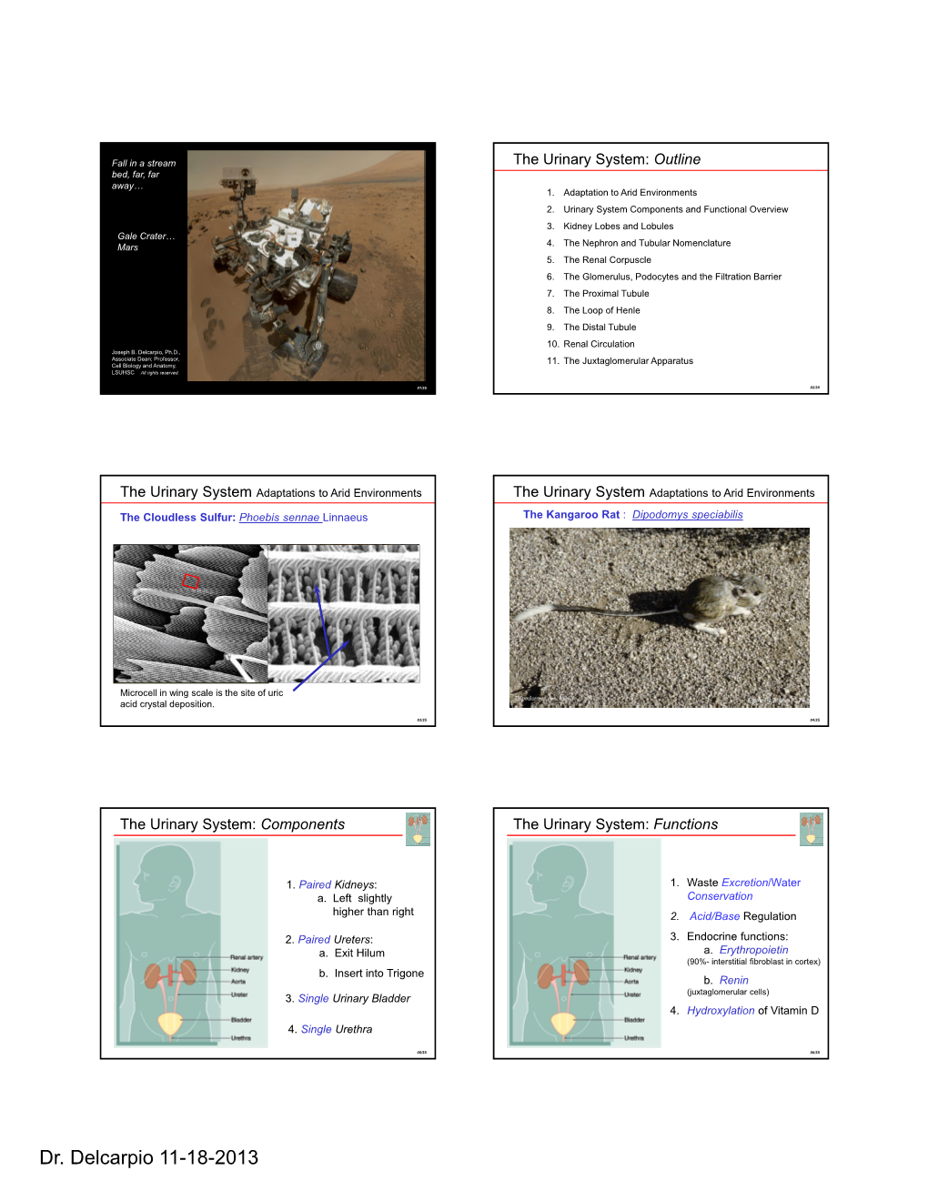 Organization of the Urinary System