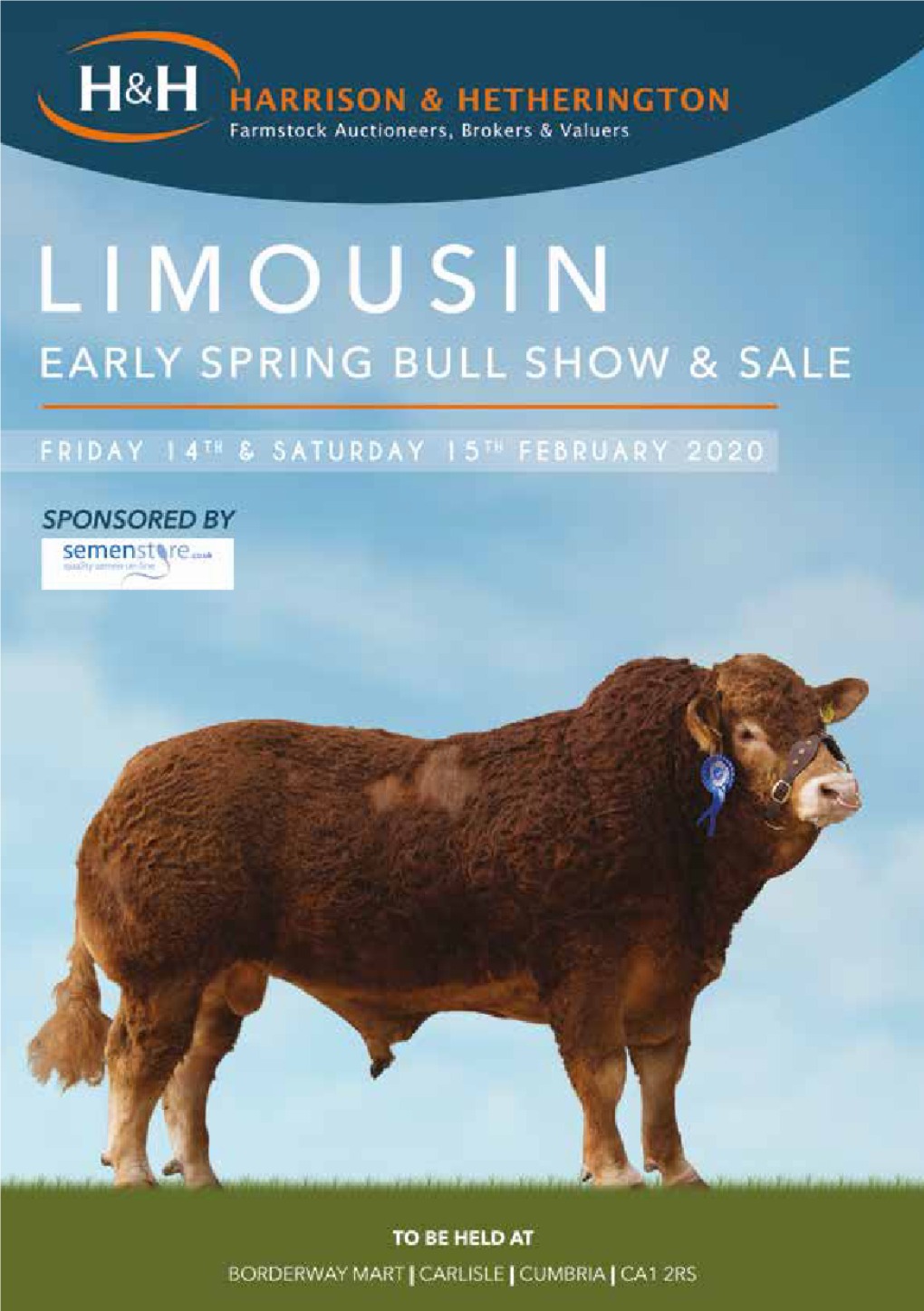 Limousin Feb Bulls 150220