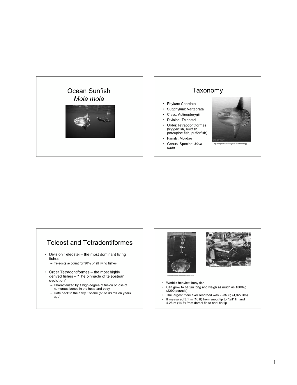 Ocean Sunfish Mola Mola Taxonomy Teleost and Tetradontiformes