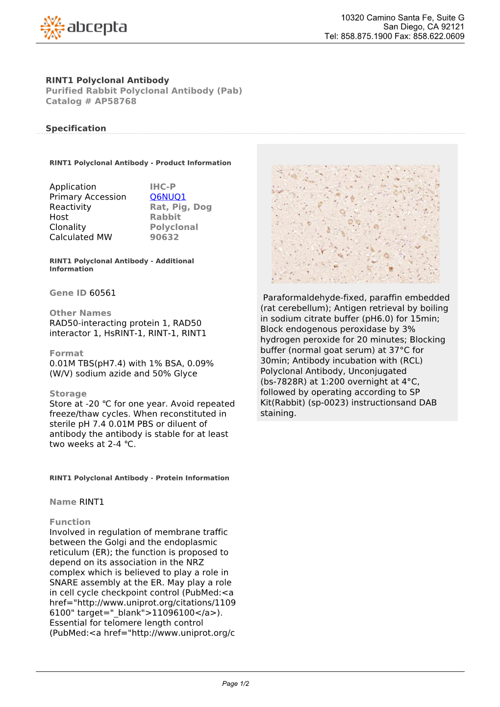 RINT1 Polyclonal Antibody Purified Rabbit Polyclonal Antibody (Pab) Catalog # AP58768