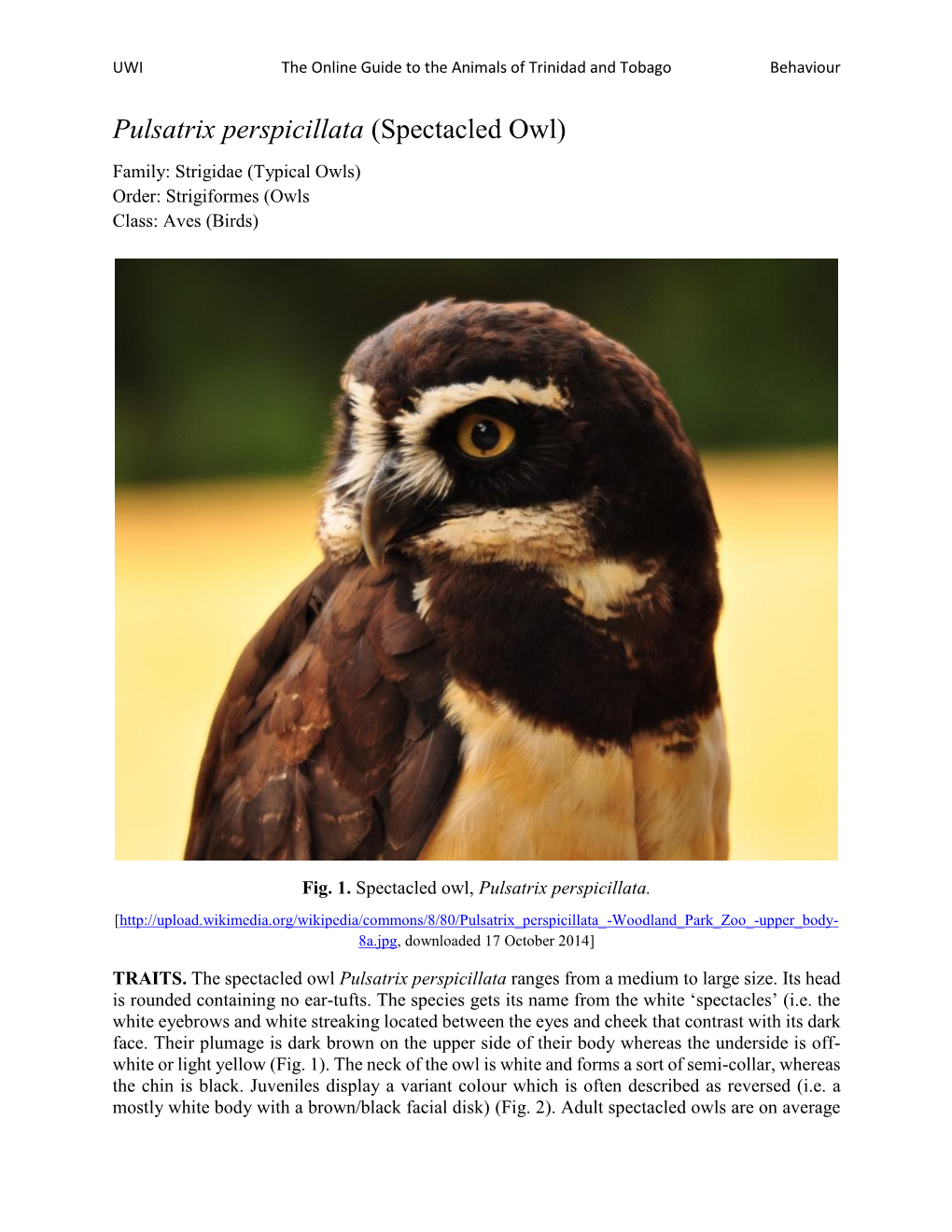 Pulsatrix Perspicillata (Spectacled Owl)